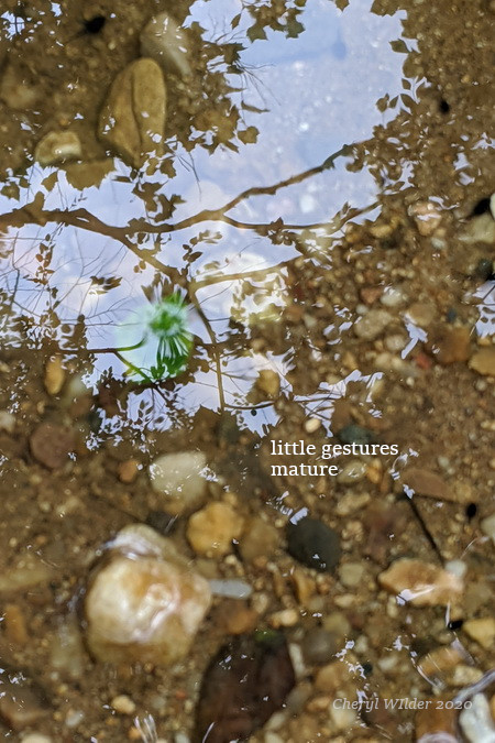 reflection tree in shallow river with sand and rocks