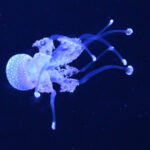 white transluscent jellyfish in dark blue water