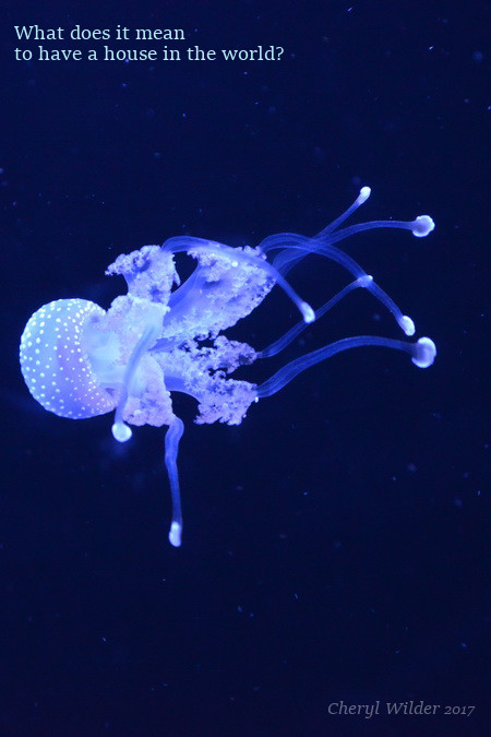 white translucent jellyfish in dark blue water