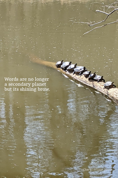 row of turtles sunbathing on log in river