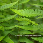closeup of fern leaves in an ordered pattern