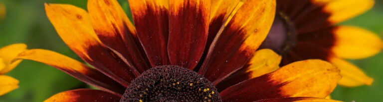 red and yellow conefower cropped to look like rising sun