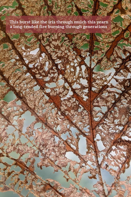 closeup of a red leaf, dry and crumbling with dark brown skeins and a blurred blue/green background